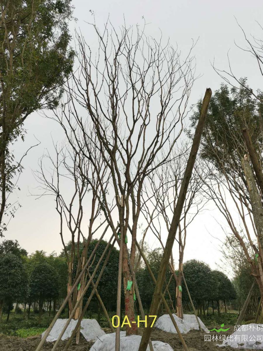 黄连木如何播种？