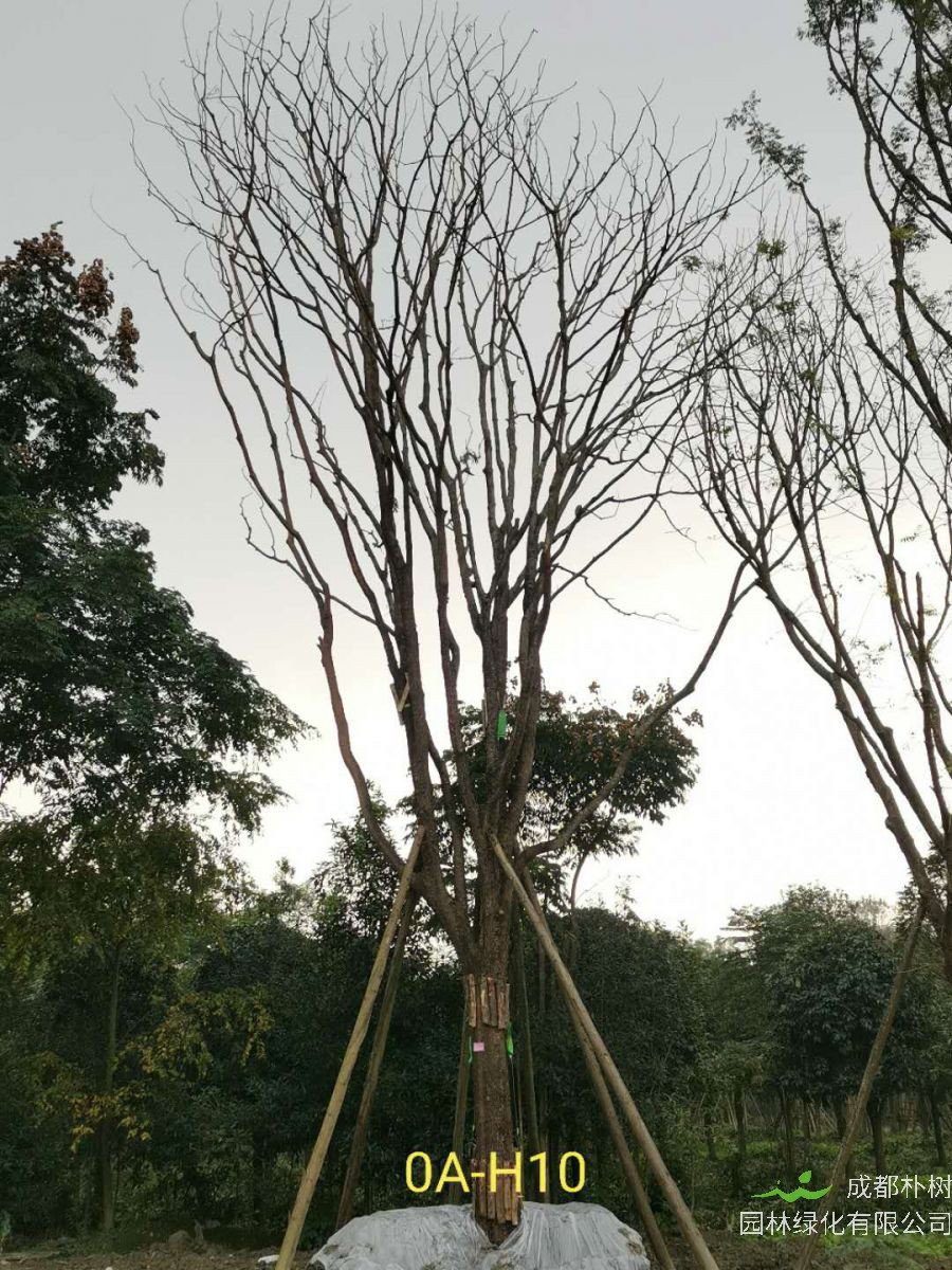 黄连木如何播种？