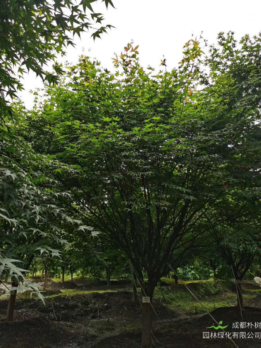 鸡爪槭如何养护？鸡爪槭如何过冬？