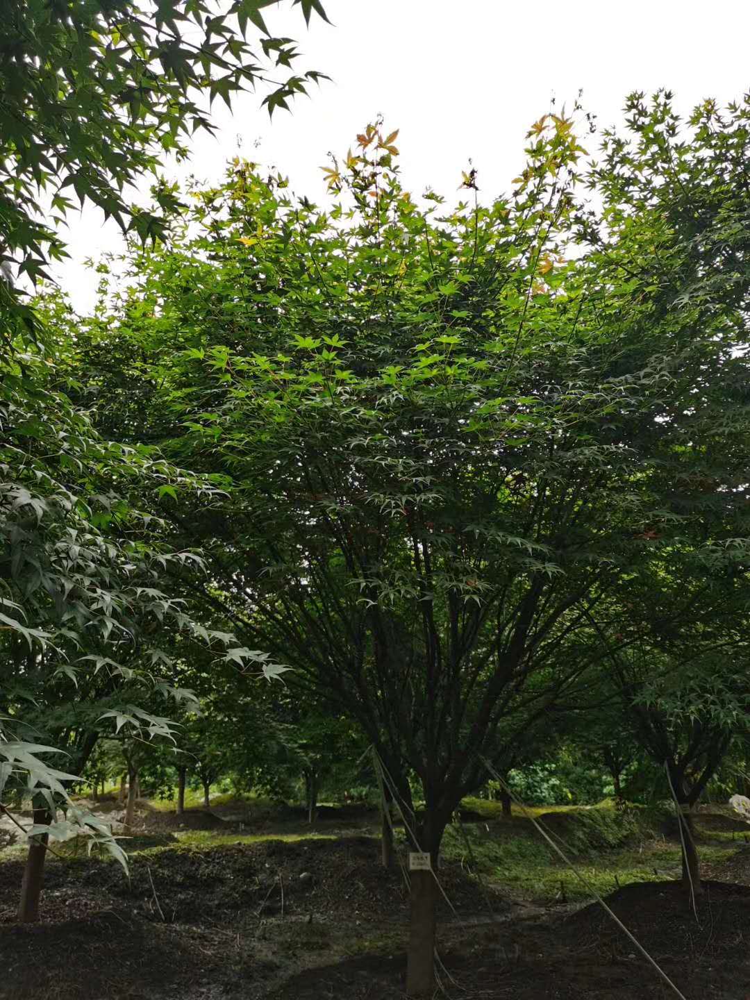 鸡爪槭如何养护？鸡爪槭如何过冬？