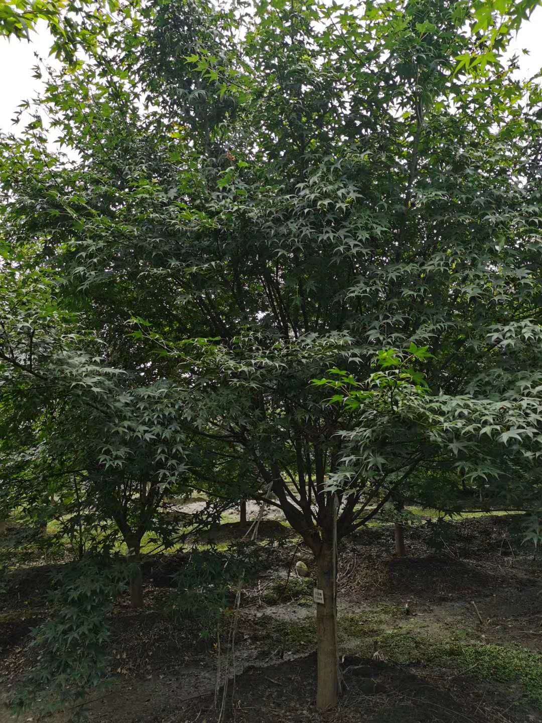 鸡爪槭什么时候是红色的叶子？