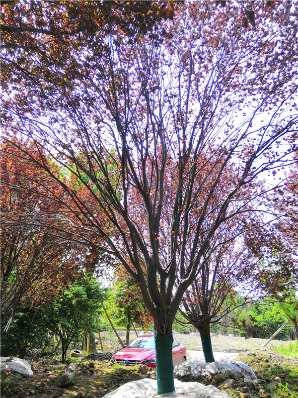 如何防治红叶李病虫害？红叶李冬天如何管理？