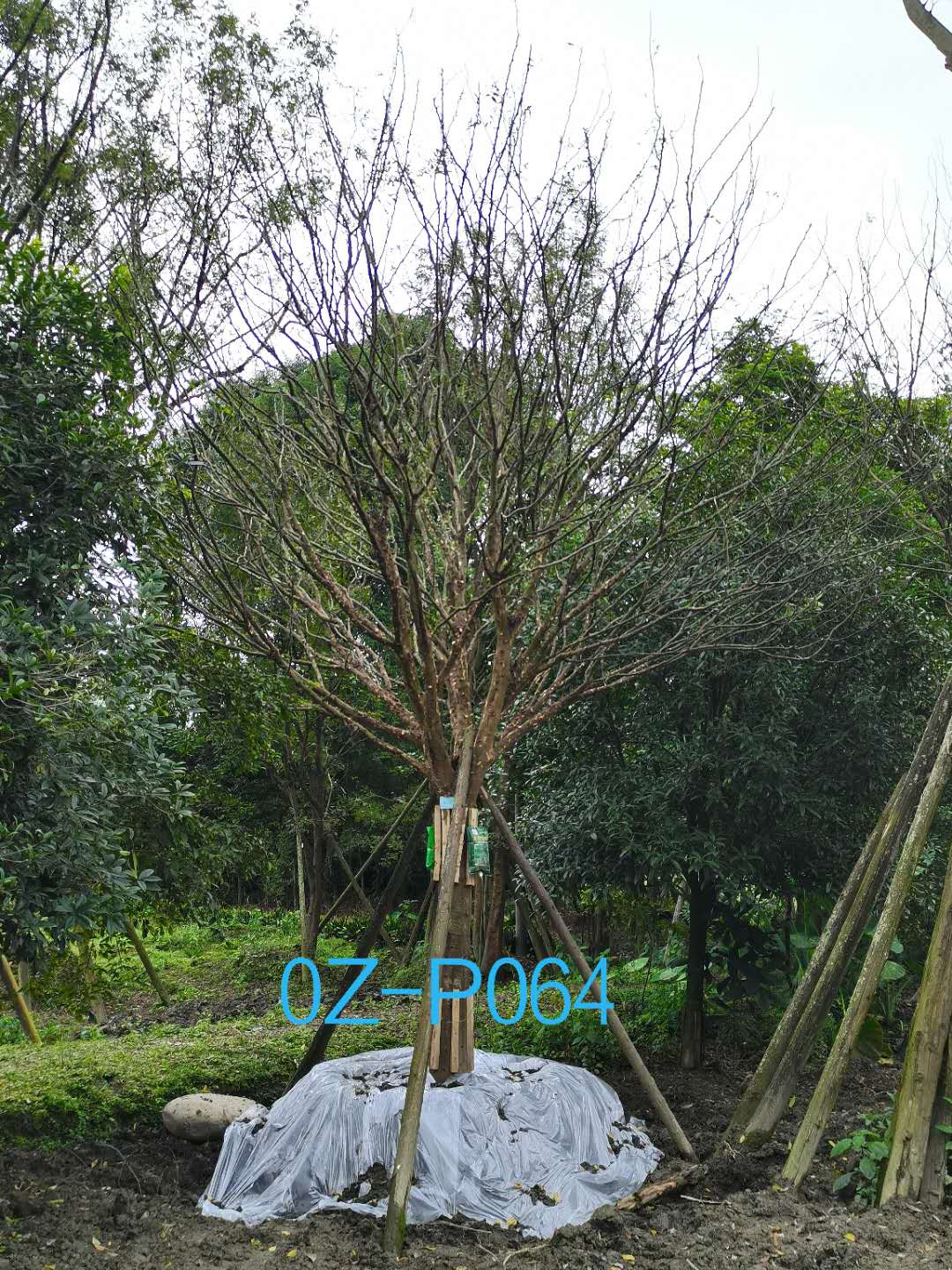 皂角树上的皂角刺作用是什么？皂角的作用又是什么？