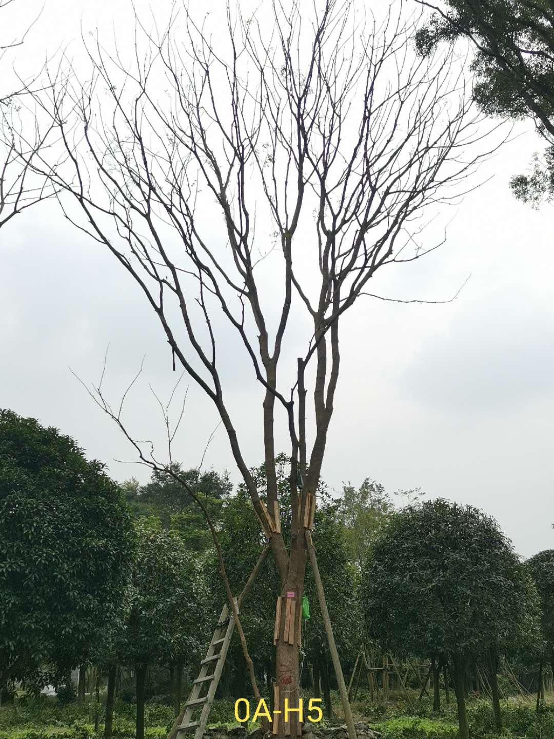 黄连木如何播种？