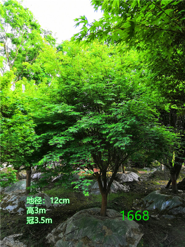 鸡爪槭是乔木还是灌木？鸡爪槭怎么读？