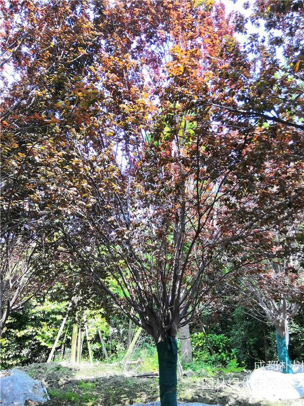 如何防治红叶李病虫害？红叶李冬天如何管理？