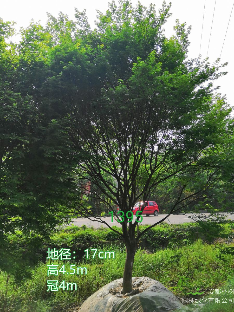 鸡爪槭是乔木还是灌木？鸡爪槭怎么读？