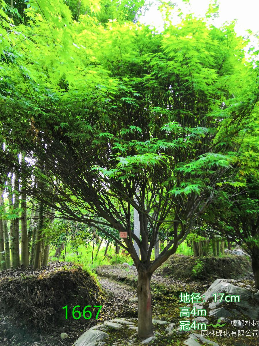 鸡爪槭是乔木还是灌木？鸡爪槭怎么读？