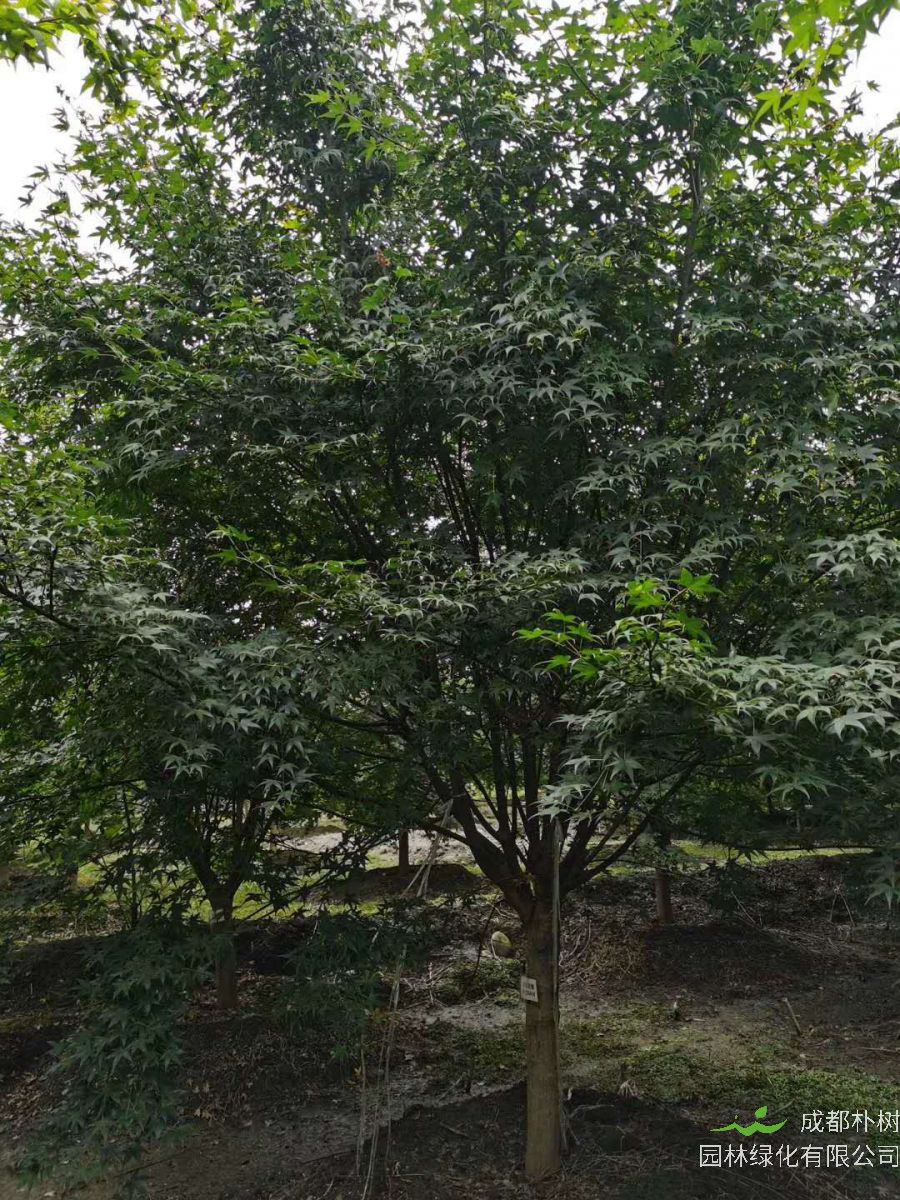 鸡爪槭什么时候是红色的叶子？