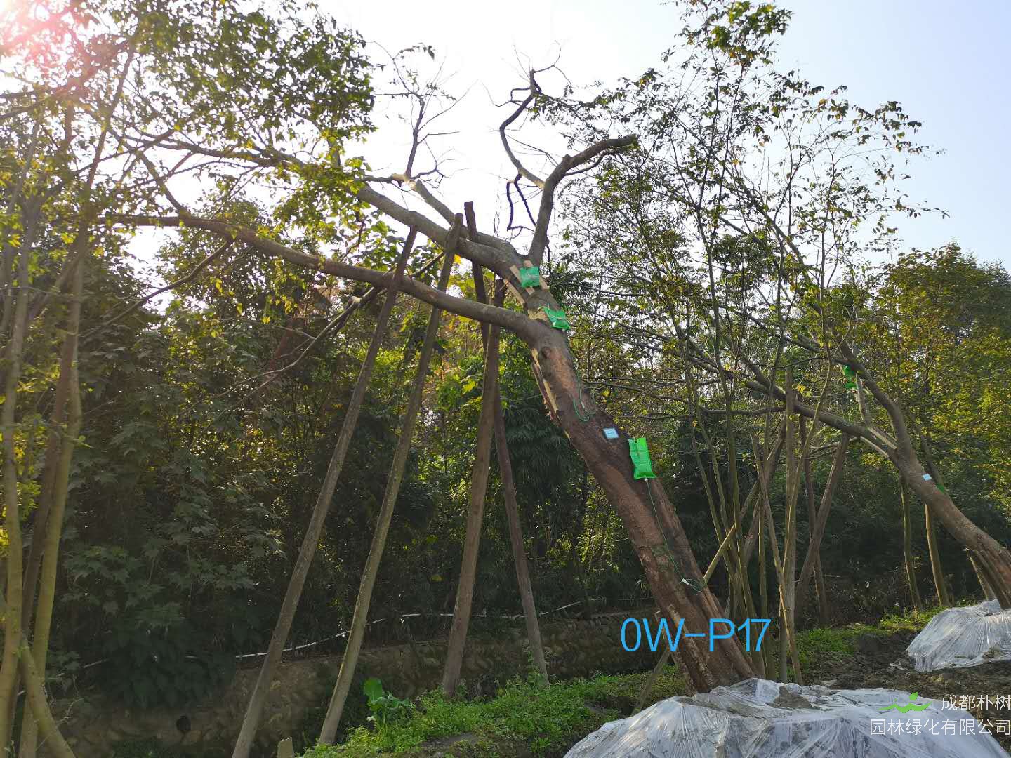 2020年四川省-成都市25-37公分的精品斜飘朴树价格详情