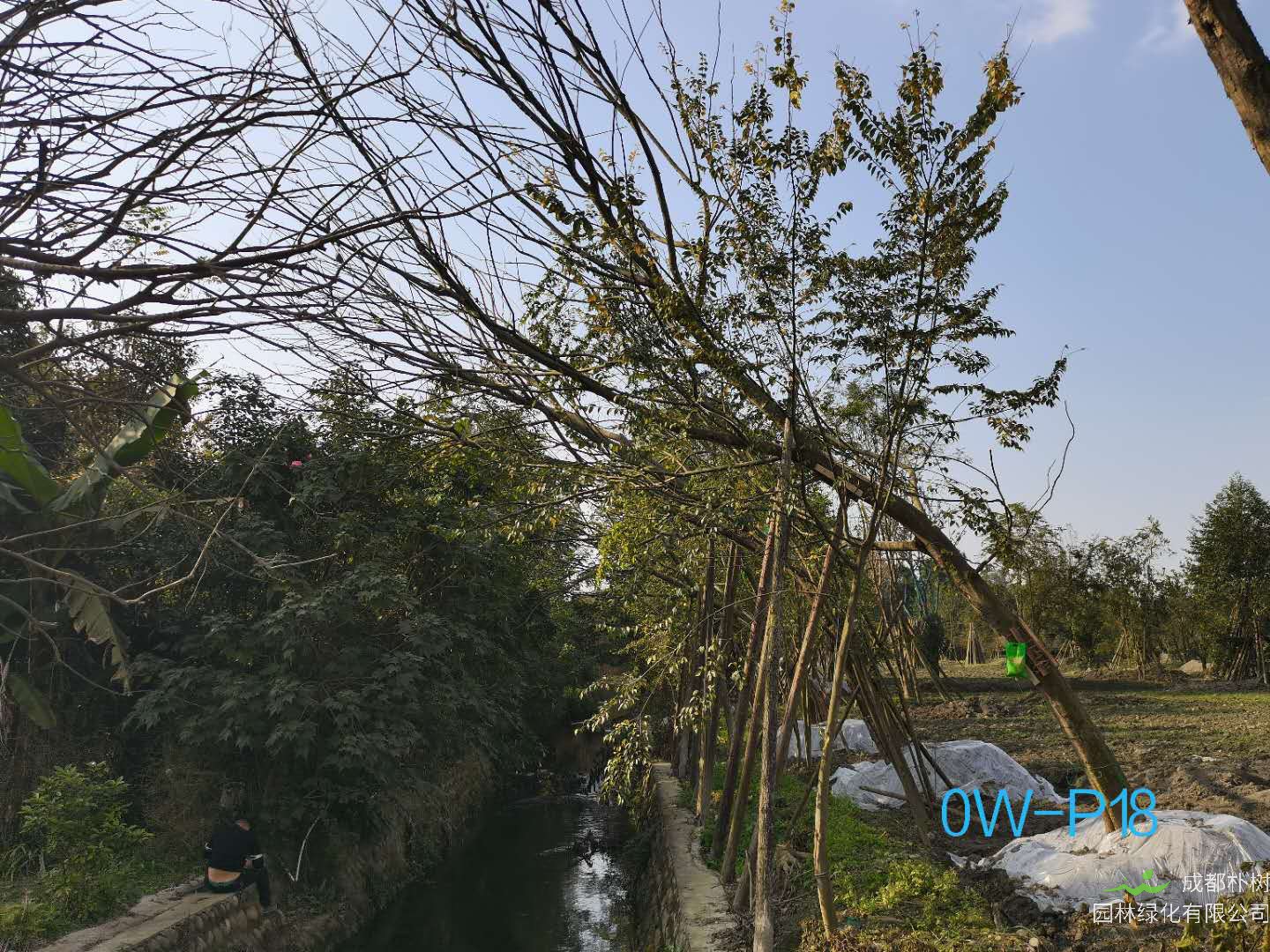 2020年四川省-成都市25-37公分的精品斜飘朴树价格详情