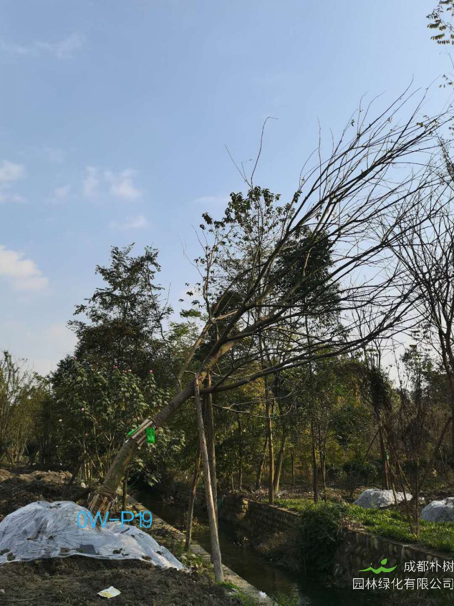 2020年四川省-成都市25-37公分的精品斜飘朴树价格详情