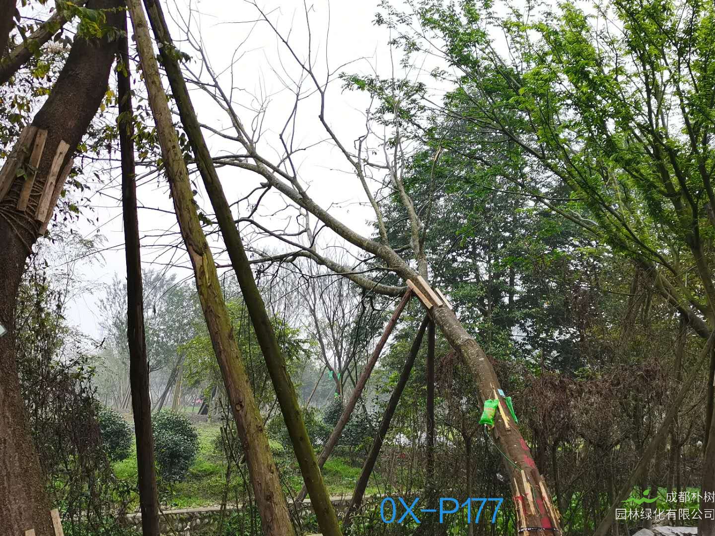 四川省-成都市-温江区28公分斜飘朴树价格如何？