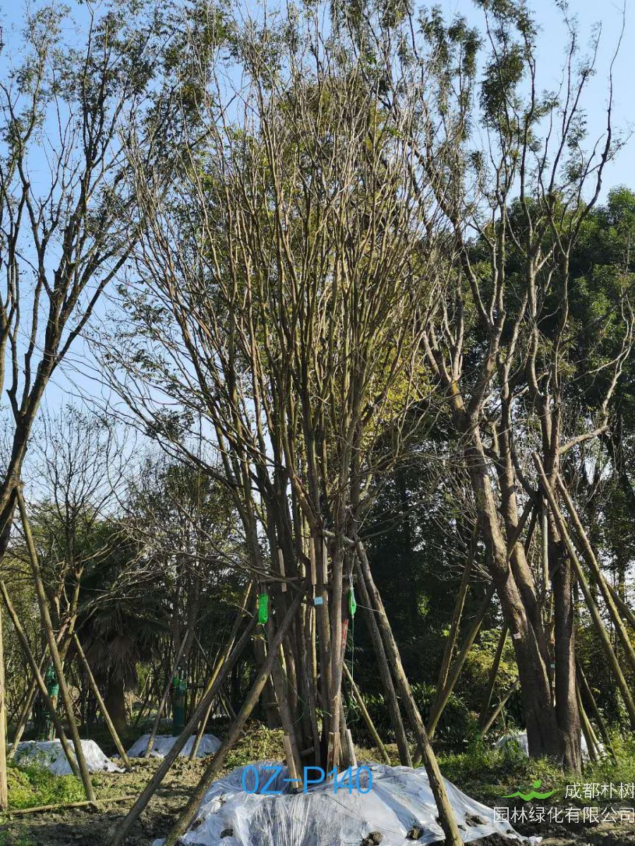 四川省-成都市-郫都区92公分精品丛生皂角价格详情-价格趋势