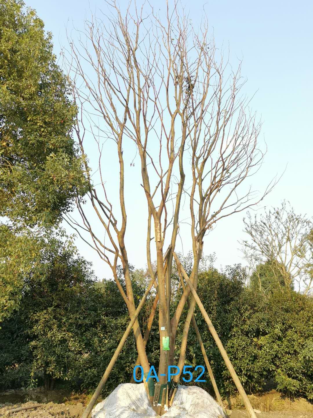 2020年四川省-成都市83公分丛生朴树价格怎么样？