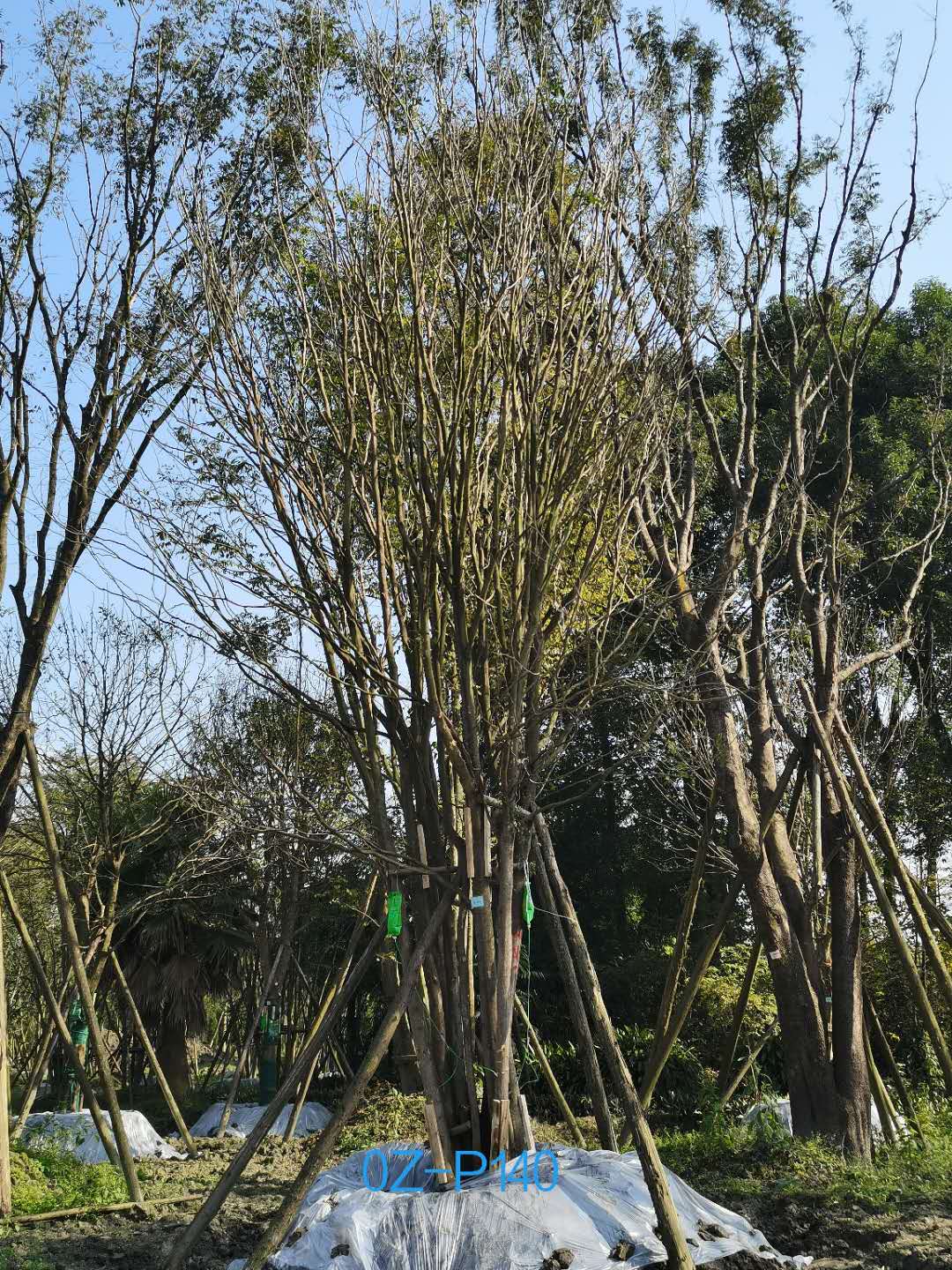 四川省-成都市-郫都区92公分精品丛生皂角价格详情-价格趋势