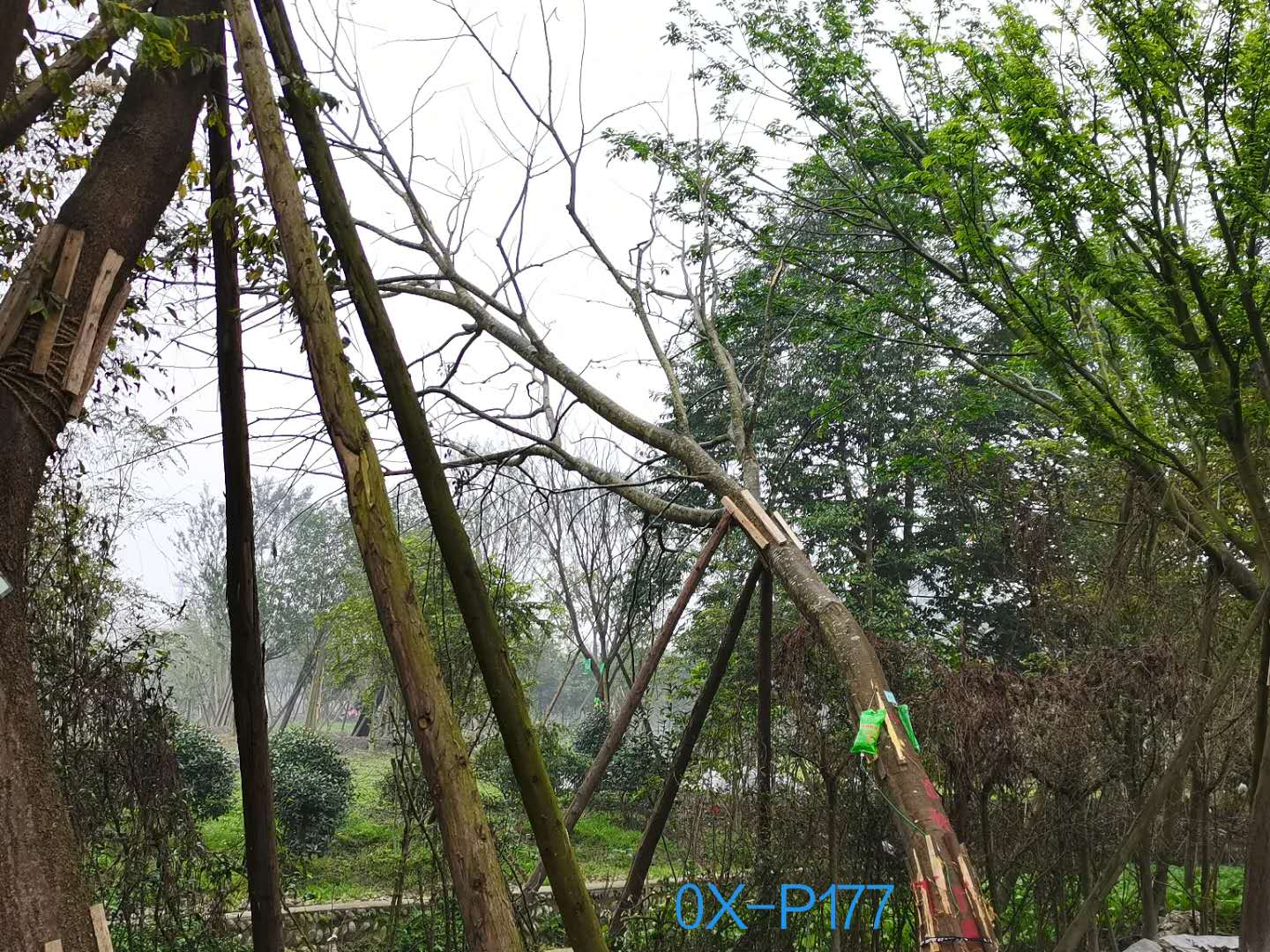 四川省-成都市-温江区28公分斜飘朴树价格如何？