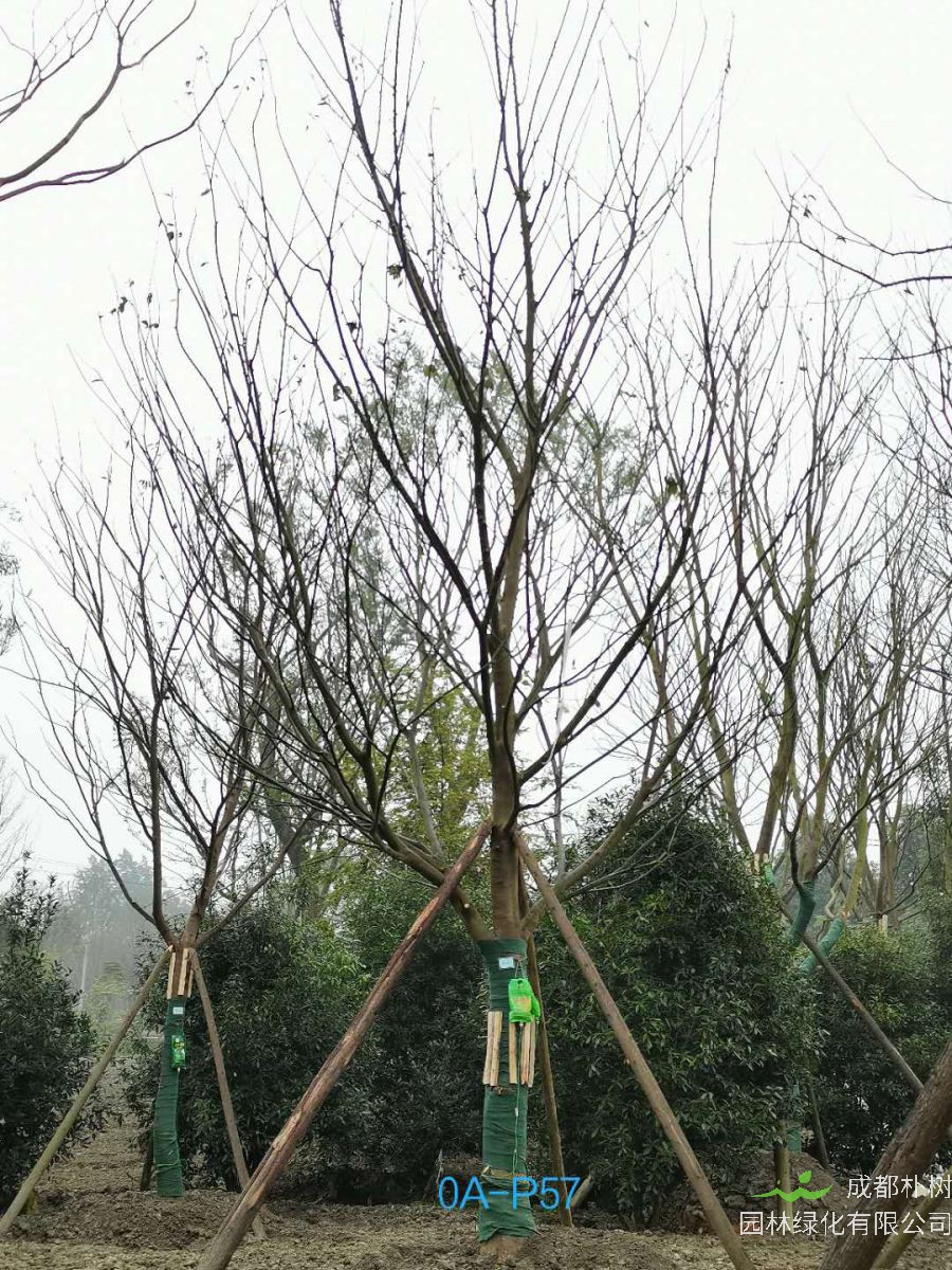 成都市-郫都区27公分树形优美-生长旺盛的精品朴树价格如何？