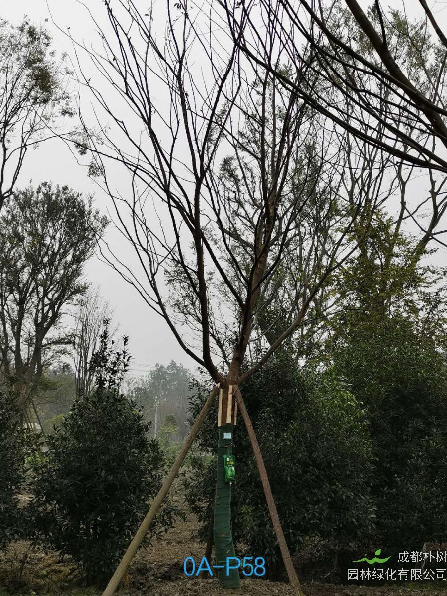 2020年四川省-成都市20公分树形优美的精品朴树价格详情-价格趋势