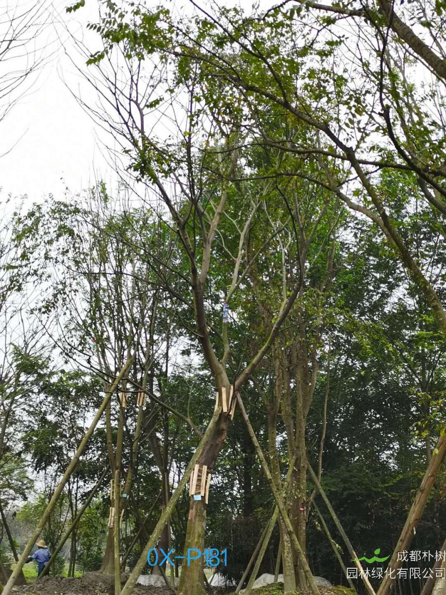 成都市-郫都区27公分树形优美-生长旺盛的精品朴树价格如何？