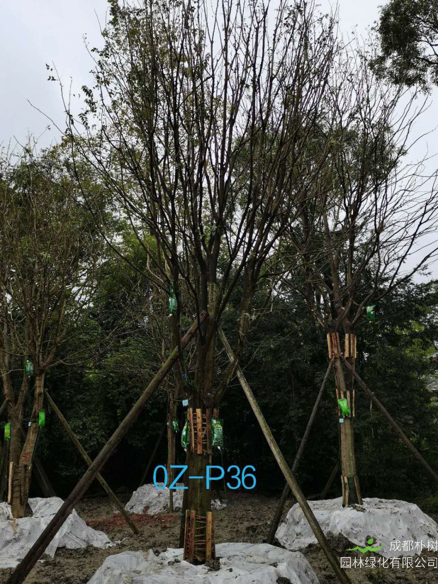 2020年成都市-温江区24公分精品皂角树价格详情-价格趋势