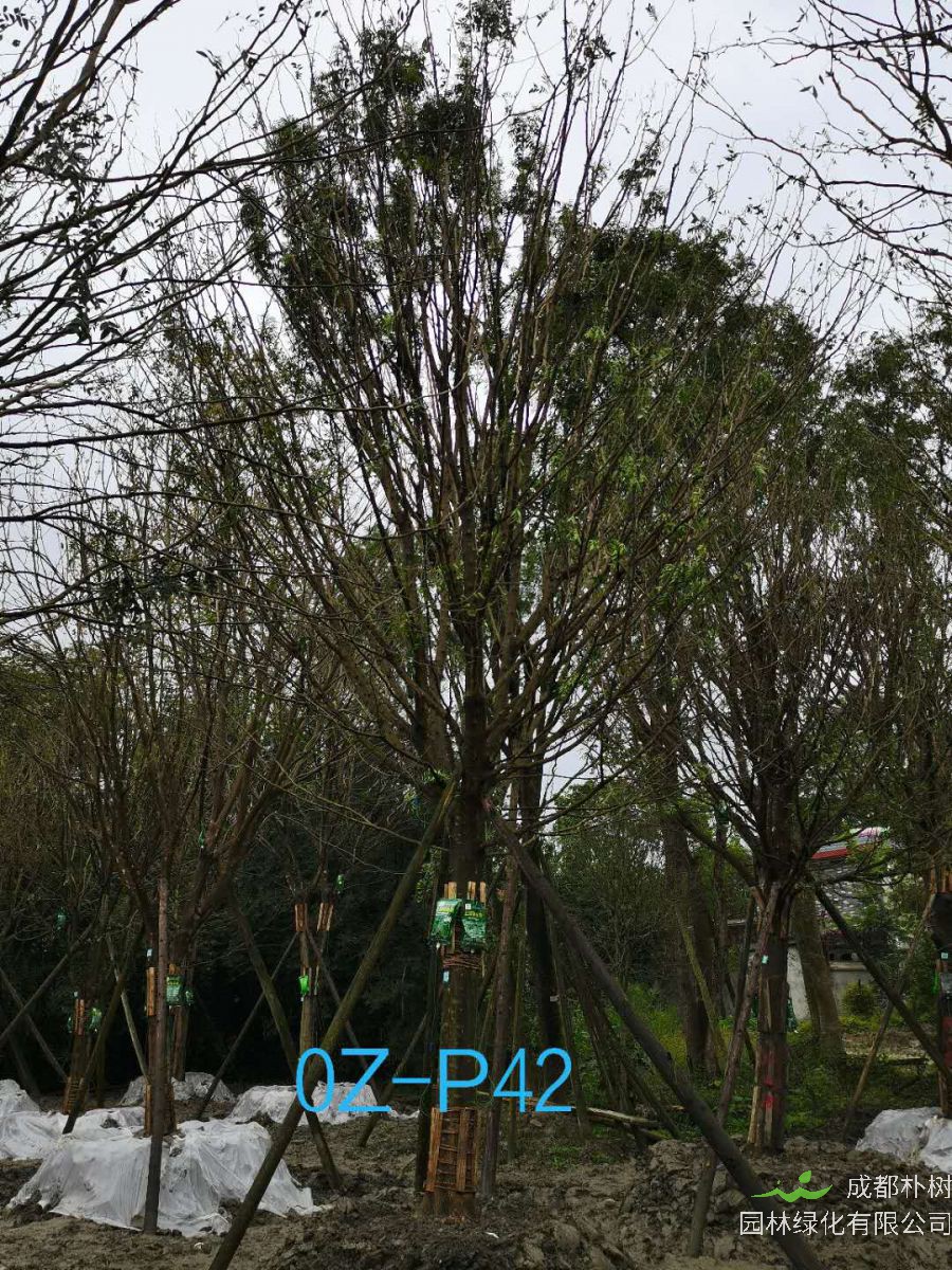 成都市-双流区24公分树形优美-品质上乘的精品皂角树价格怎么样？