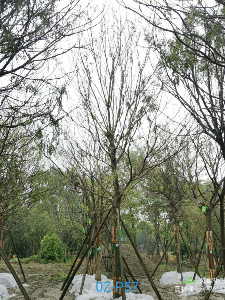 成都市-双流区24公分树形优美-品质上乘的精品皂角树价格怎么样？