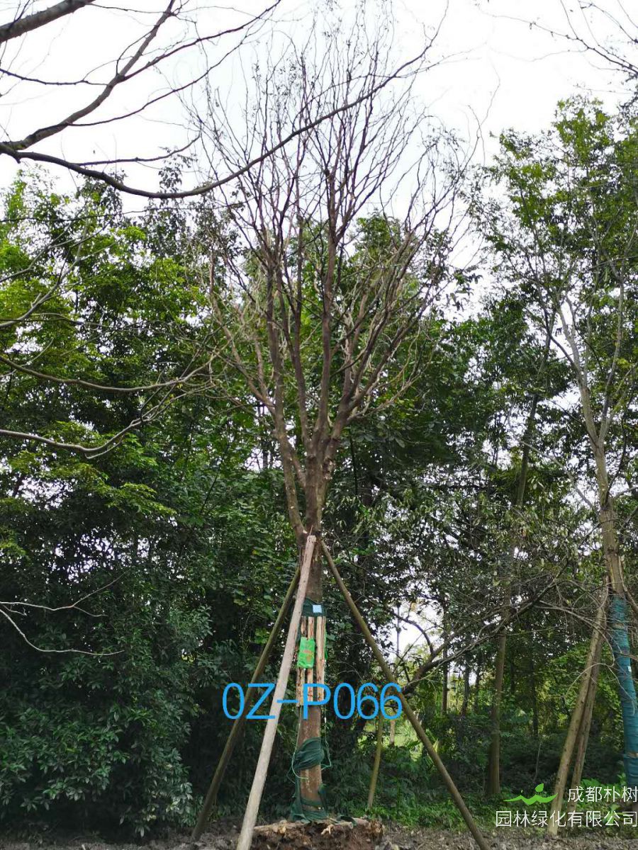 成都市-双流区24公分树形优美-品质上乘的精品皂角树价格怎么样？