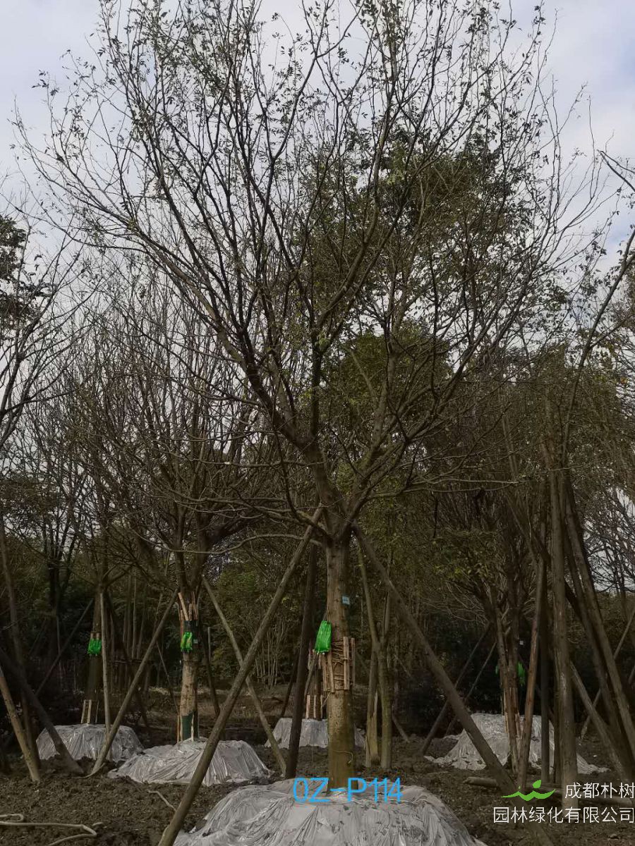 2020年成都市-温江区24公分精品皂角树价格详情-价格趋势