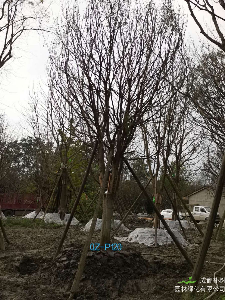 2020年成都市-温江区24公分精品皂角树价格详情-价格趋势