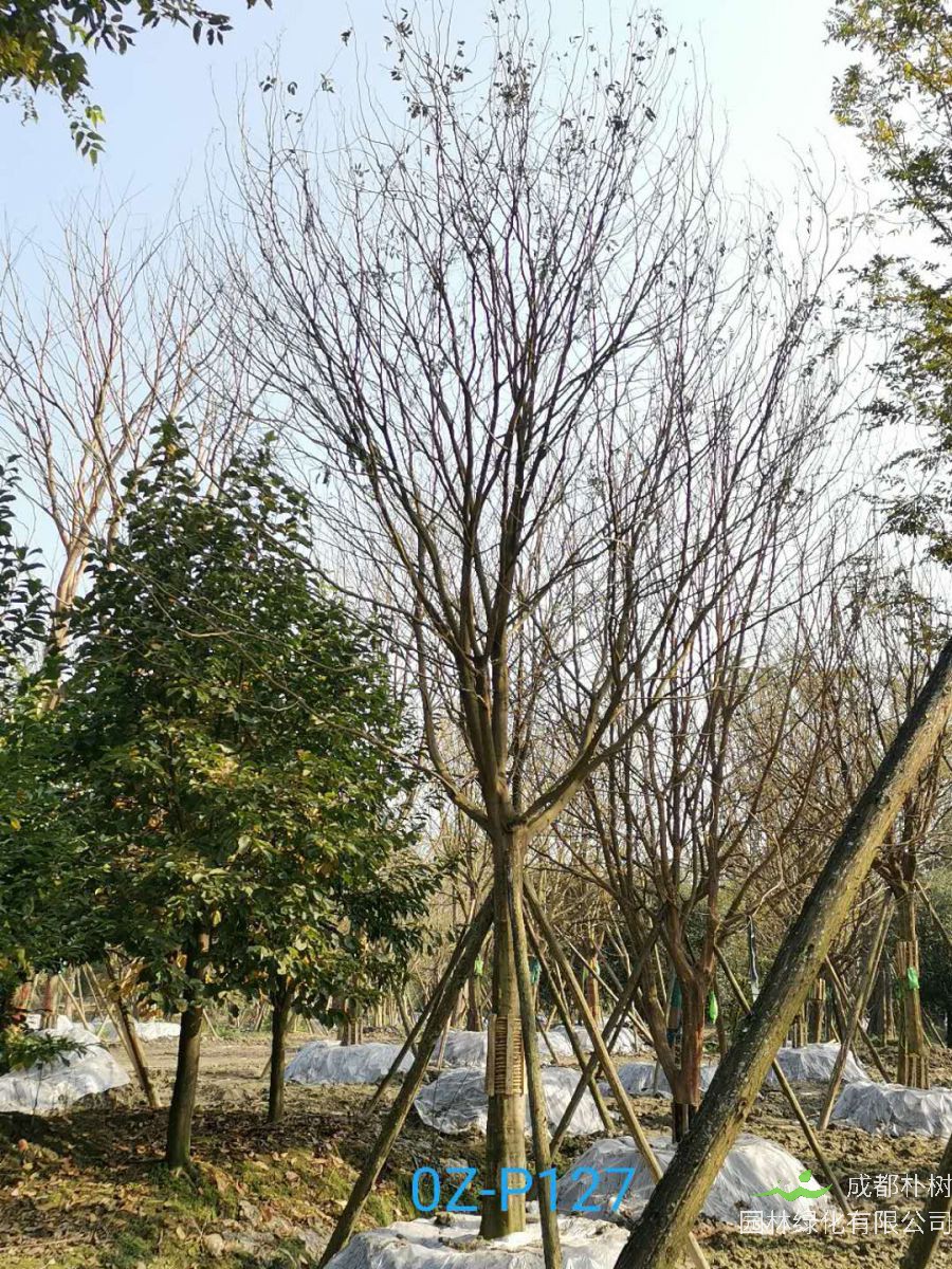 成都市-双流区24公分树形优美-品质上乘的精品皂角树价格怎么样？