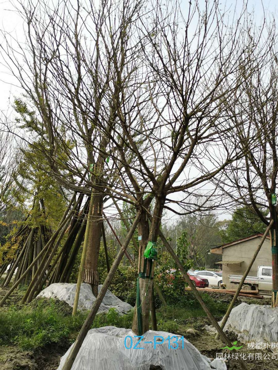 2020年成都市-温江区24公分精品皂角树价格详情-价格趋势