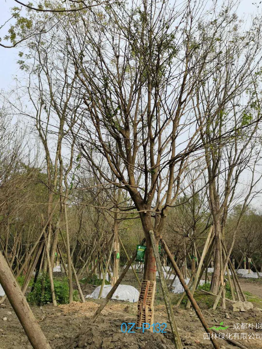 2020年成都市-温江区24公分精品皂角树价格详情-价格趋势