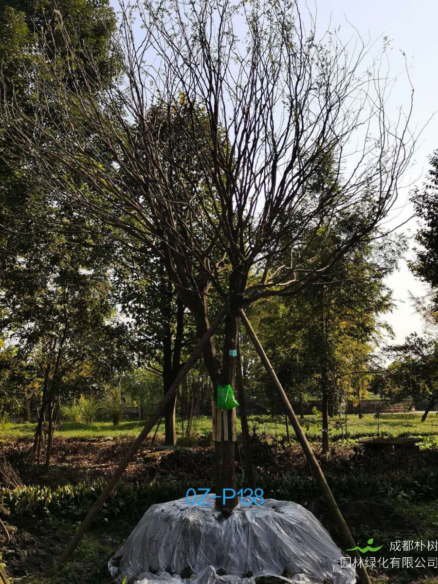 2020年成都市-温江区24公分精品皂角树价格详情-价格趋势