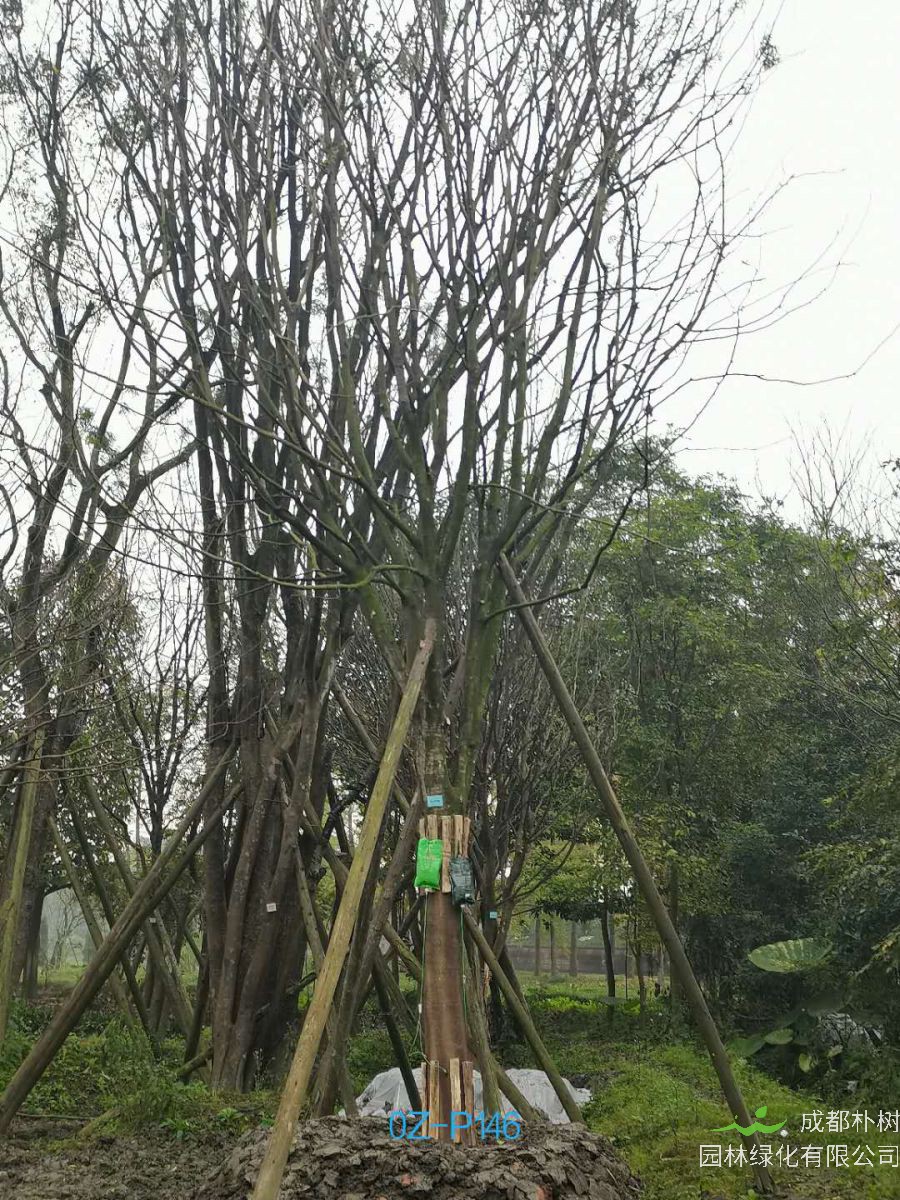 四川省-成都市25公分树形优美-生长旺盛的精品皂角树价格详情