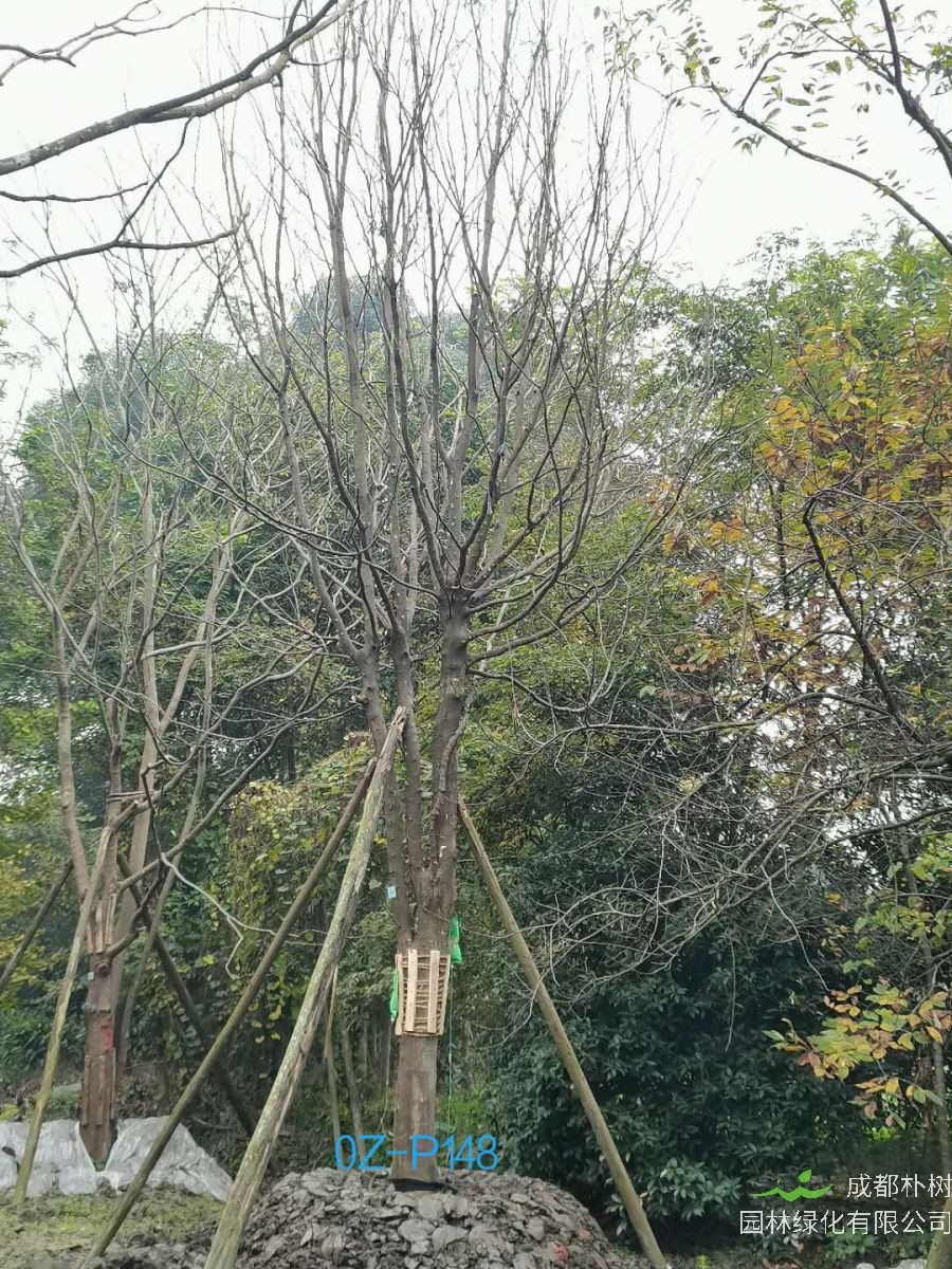 四川省-成都市25公分树形优美-生长旺盛的精品皂角树价格详情