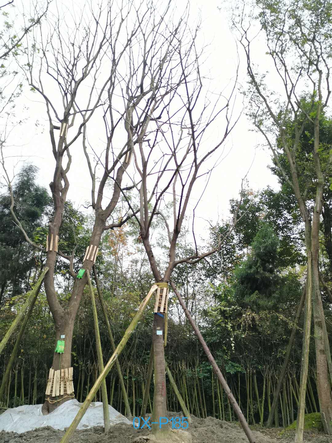 2020年四川省-成都市20公分树形优美的精品朴树价格详情-价格趋势