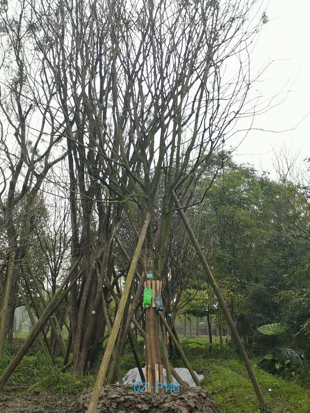 四川省-成都市25公分树形优美-生长旺盛的精品皂角树价格详情