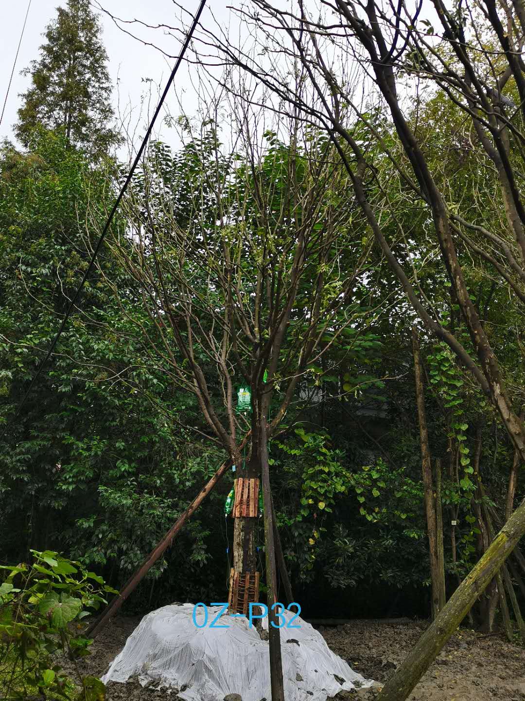 2020年成都市-温江区24公分精品皂角树价格详情-价格趋势