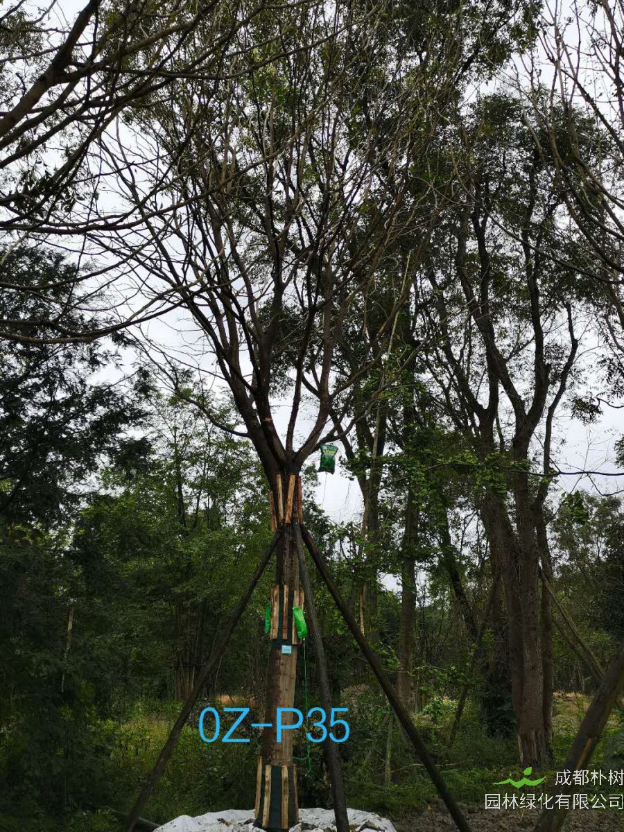 2020年都江堰市25公分生长旺盛-姿态优美的精品皂角树价格趋势