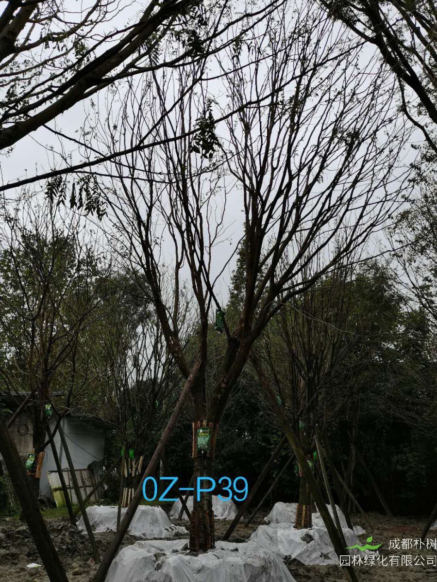 四川省-成都市25公分树形优美-树冠圆满宽广的精品皂角树价格详情