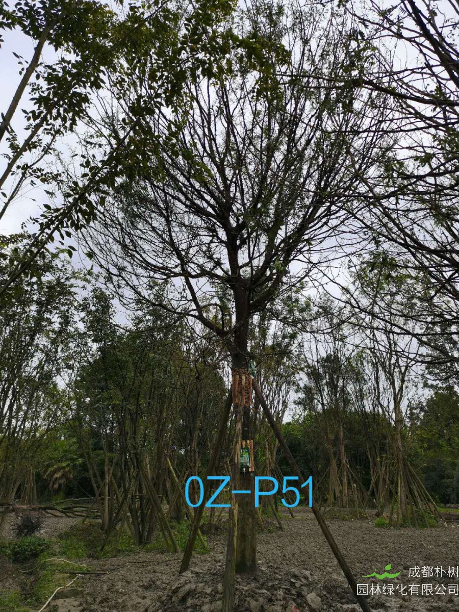 2020年四川省-自贡市28公分品质上乘-价格实惠的精品皂角树价格如何？