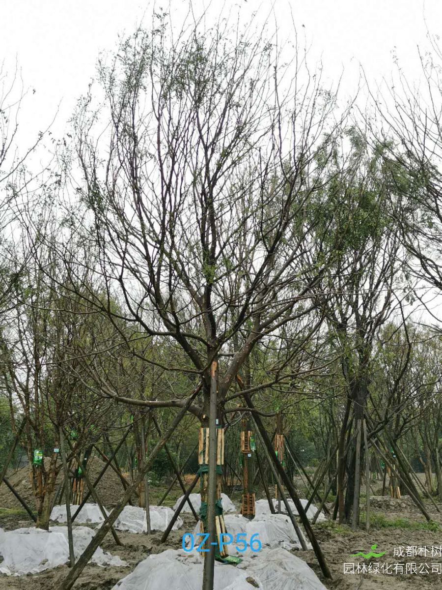 2020年四川省-自贡市28公分品质上乘-价格实惠的精品皂角树价格如何？