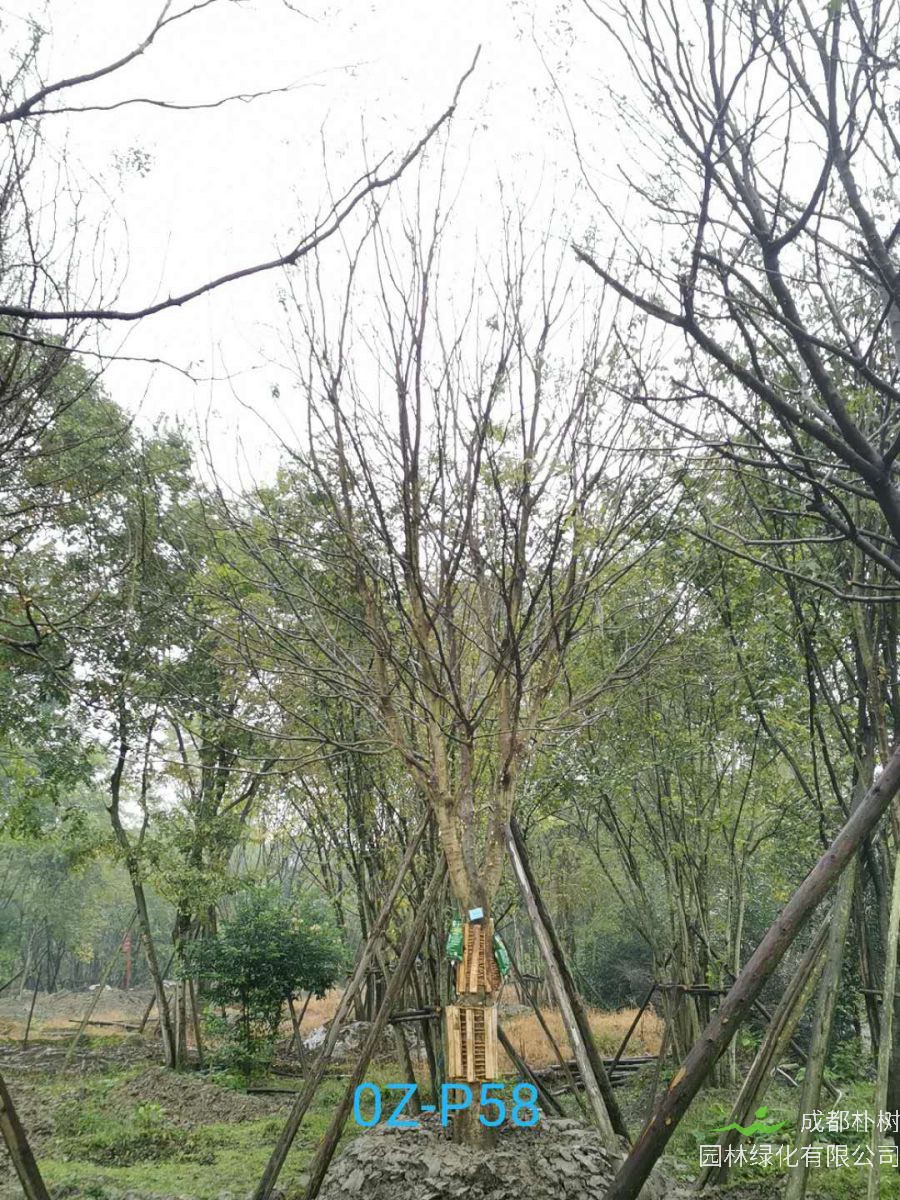 2020年四川省-自贡市28公分品质上乘-价格实惠的精品皂角树价格如何？