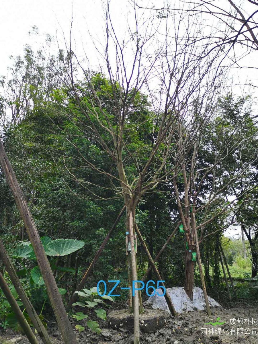 成都市-双流区25公分精品皂角树价格详情-价格趋势