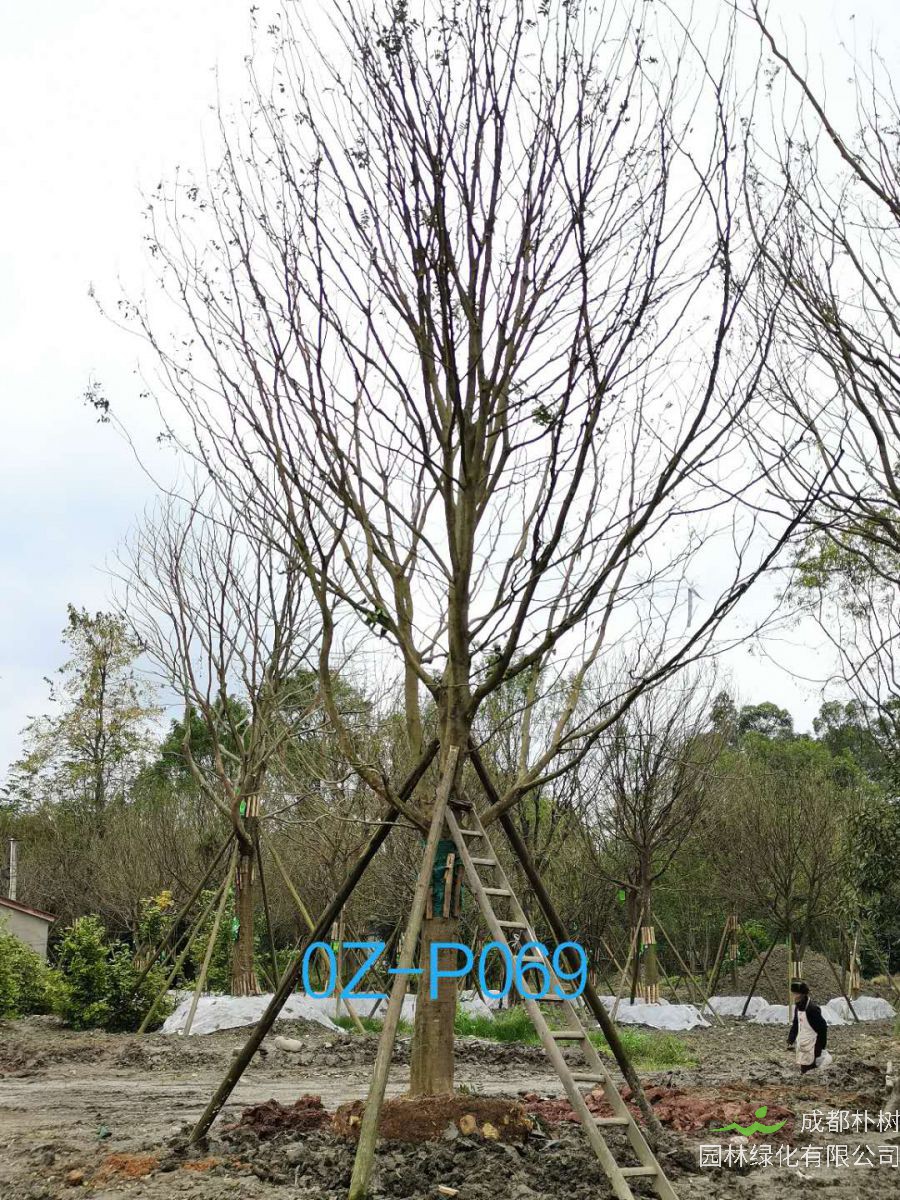 2020年四川省-自贡市28公分品质上乘-价格实惠的精品皂角树价格如何？