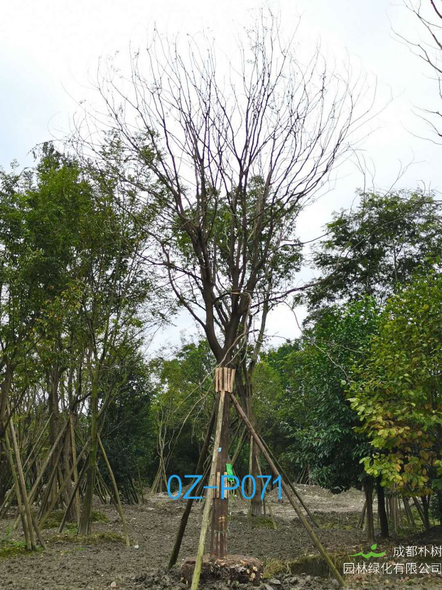 2020年四川省-自贡市28公分品质上乘-价格实惠的精品皂角树价格如何？