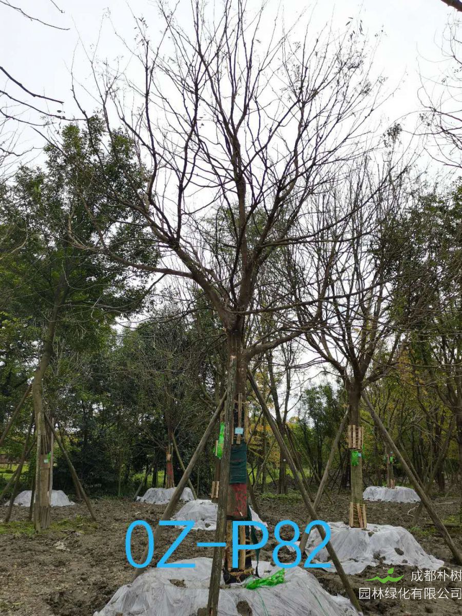 四川省-成都市25公分树形优美-树冠圆满宽广的精品皂角树价格详情