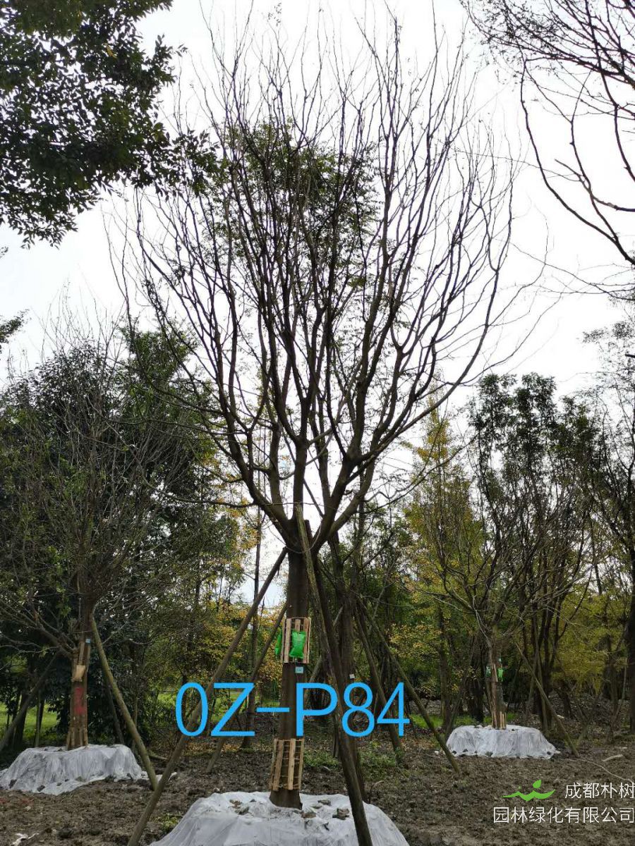 2020年四川省-自贡市28公分品质上乘-价格实惠的精品皂角树价格如何？