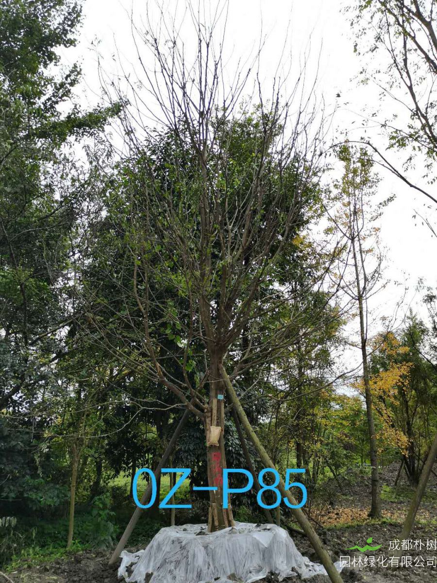 四川省-成都市25公分树形优美-树冠圆满宽广的精品皂角树价格详情